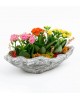 Canyon Serisi 3lü Kalanchoe